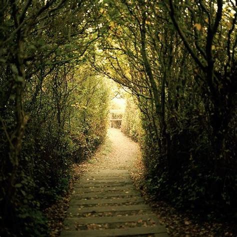 This Tree Lined Path Is Amazing Paths Portals Caves And Bridges