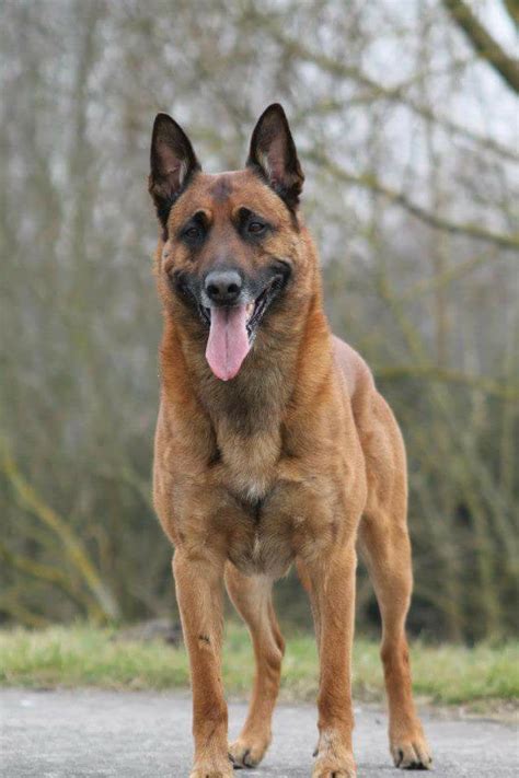 We'll break this feature on malinois into the following sections Pin by Eyal Salomon on Chien de Berger Belge - Malinois | Belgian malinois, Malinois, Dog breeds