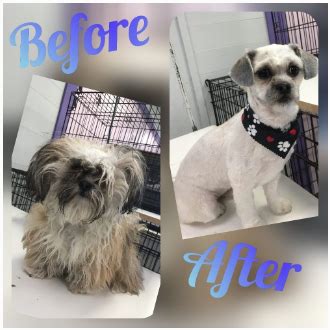 Our main objective is to incorporate the skills necessary for our students to graduate from our. Lisa's Pampered Paws Pet Grooming | Gallery