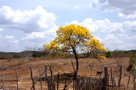 Primavera Chega Ao Sertão Marcada Pelas Cores Fortes Do Ipê Amarelo