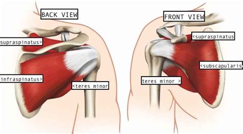 The muscular system consists of various types of muscle that each play a crucial role in the function of the body. Rotator Cuff Muscles - Shoulder Stabilizers • Bodybuilding ...