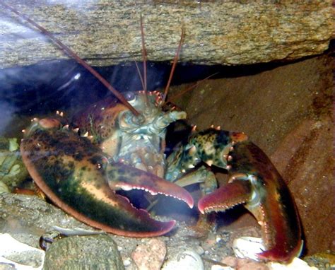 Atlantic Lobster Ocean Treasures Memorial Library