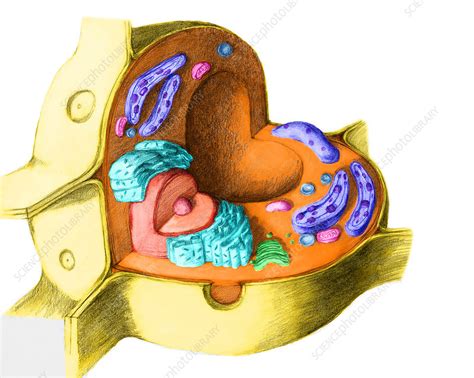 Plant Cell Stock Image C0121202 Science Photo Library
