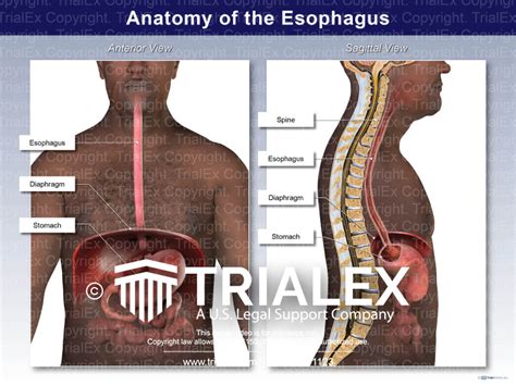 Anatomy Of The Esophagus TrialExhibits Inc