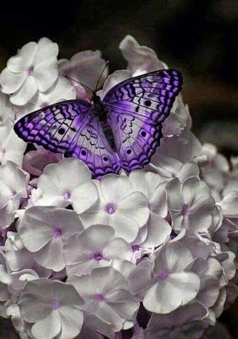 Check spelling or type a new query. Purple Butterfly | Flower fantasy, Flower aesthetic, Flowers
