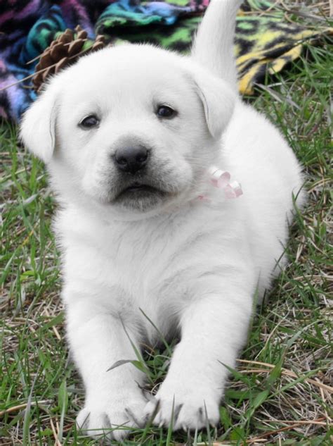 Maybe you would like to learn more about one of these? Cute Puppy Dogs: White Labrador Retriever Puppies