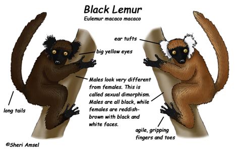 Lemur Black Exploring Nature Educational Resource