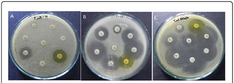 Antibiogram Of E Coli Isolate A Transformant B And E Coli Dh5α