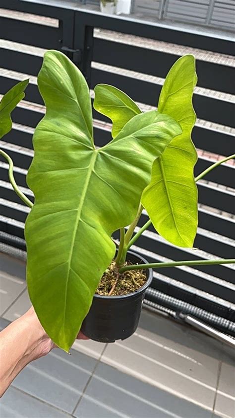 Philodendron Simmondsii Furniture And Home Living Gardening Plants