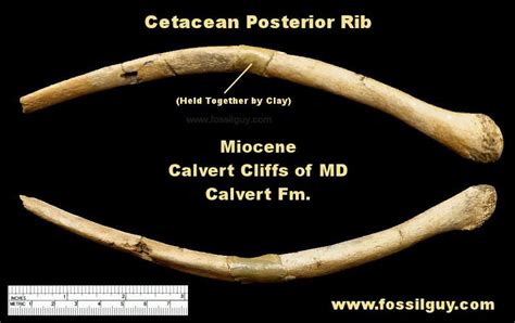 Fossil Vertebrate Identification For Calvert Cliffs Of Maryland