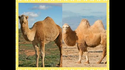Diferenças E Semelhanças Entre O Camelo E O Dromedário Mundo Ecologia