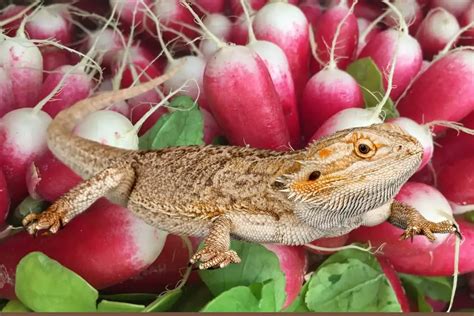 Can Bearded Dragons Eat Radishes Smartly Pet