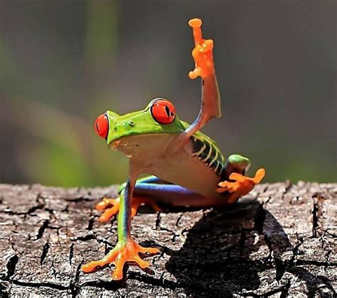 Smart Frog Funny Frogs Frog Photo Animals