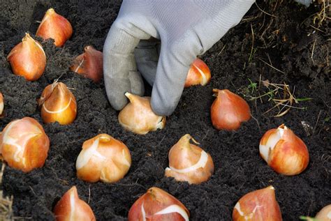 How To Plant Tulip Bulbs Photographingnudes