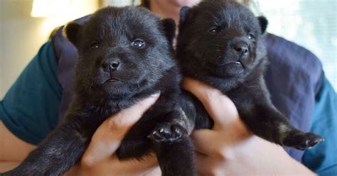 Hokkaido Puppies