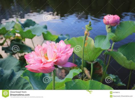 Lotus Bloom In Reflection Of The Lake Stock Image Image Of Foliage