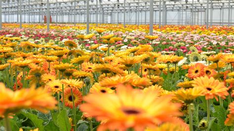 Gerbera Daisies Everything You Should Know Before Planting