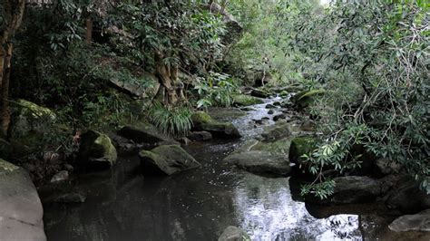Lane Cove National Park Nsw National Parks