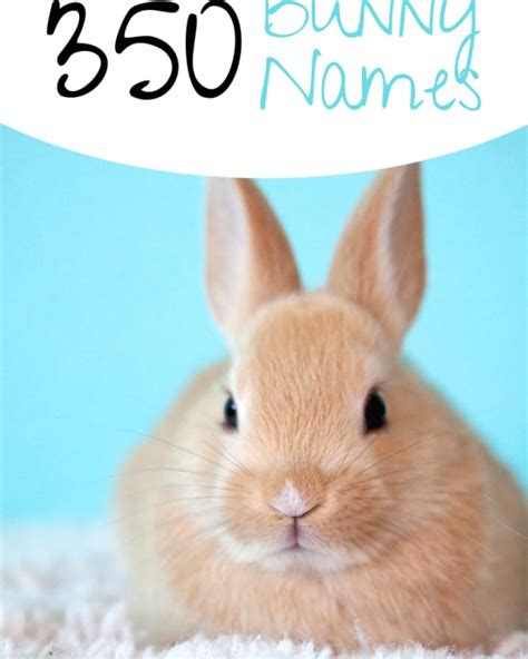 Rabbit Names How To Pick A Name For Your Bunny Pethelpful By