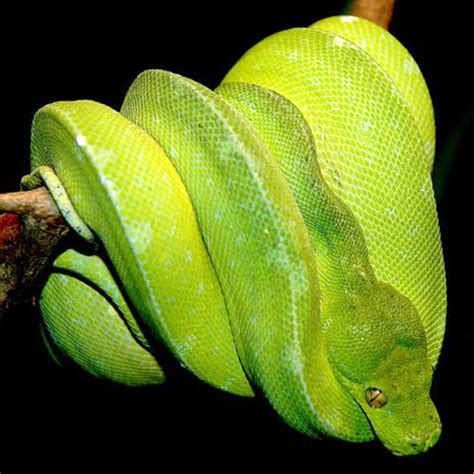 Green Tree Pythons Juveniles