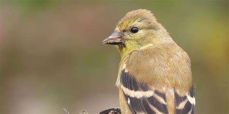 Washington State Bird Clashing Pride