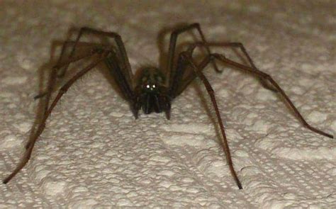 Black widow spiders are the most toxic spiders in the united states, luckily the typical life span of a black widow spiders are all relatives and when different spiders mate they get different species of spiders. Spiders house during summer, what kills ants outside, how ...