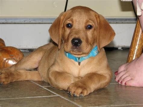 Labrador retriever puppies for sale in detroit michigan from vetted labrador breeders. Do Red Fox Labs Shed? (Facts, Breed Info, Pictures)