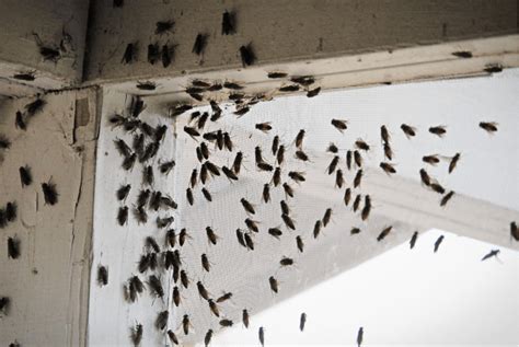 Window Sill Tiny Black Bugs In House Near Window Tuyet Wilbur