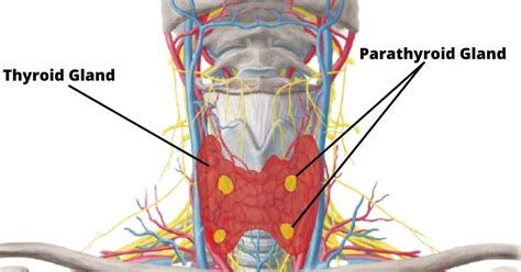 Parathyroid Gland Their Hormones And Disorders