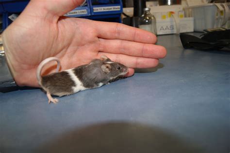 Rat And Mouse Vet Perth Melbourne And Brisbane The Unusual Pet Vets