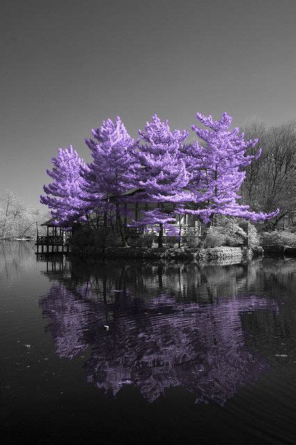 Purple Heaven Trees Please Pinterest Beautiful
