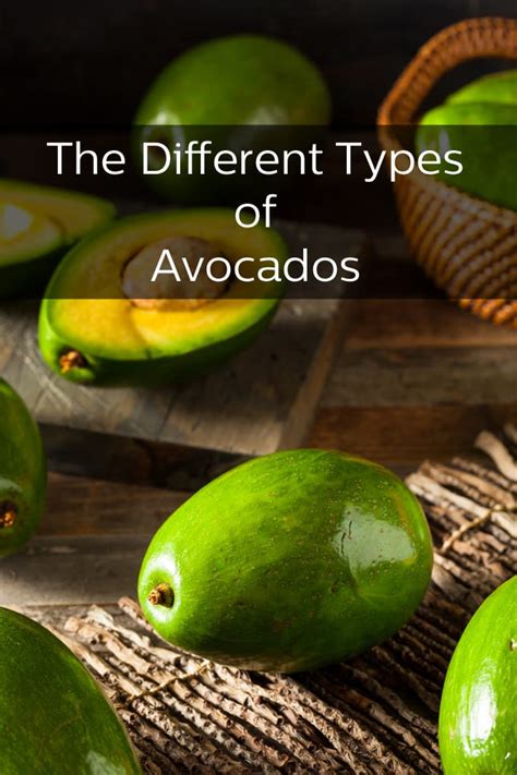 The Many Different Kinds Of Avocados Thecookful