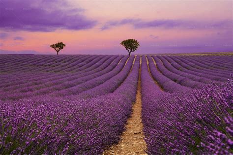 Purple Lavender Field At Sunset Stock Photos Motion Array