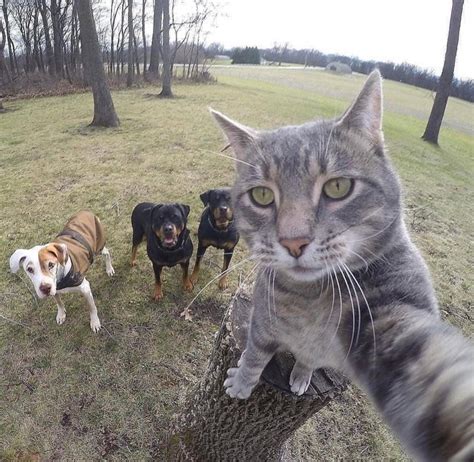 Cat Taking Selfie With Friends Rpics