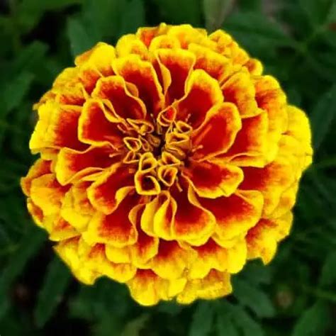10 Plants That Repel Chipmunks (Plants They Hate) - Pond Informer