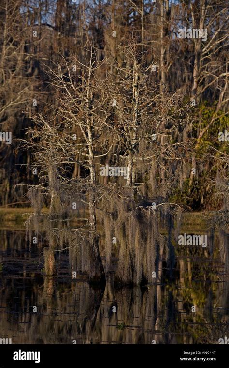 Bald Cypress Trees With Reflection In Louisiana Swamp Louisiana Usa