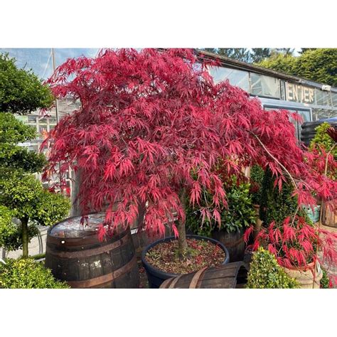 Acer Palmatum Dissectum Garnet 15m Windlestone Nursery And Garden