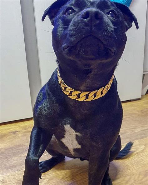 Pitbull Dog Pitbull Dog Gold Chain