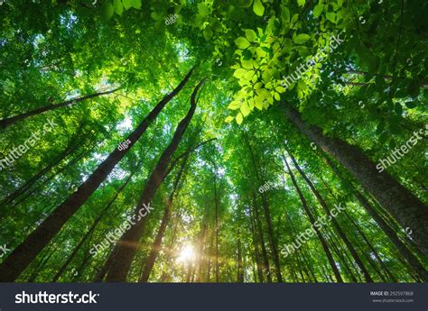 Into Forest Nature Composition Stock Photo 292597868 Shutterstock