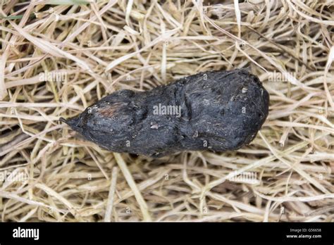 Barn Owl Pellet Showing Mouse Fur And Small Mammal Bones Stock Photo