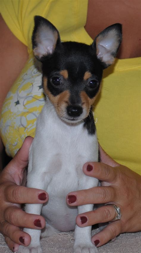 The smooth fox terrier and the wire fox terrier. Toy Fox Terrier - Pictures, Information, Temperament ...