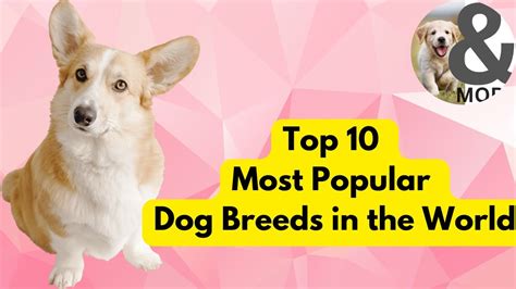 Top 10 Most Popular Dog Breeds In The World Youtube