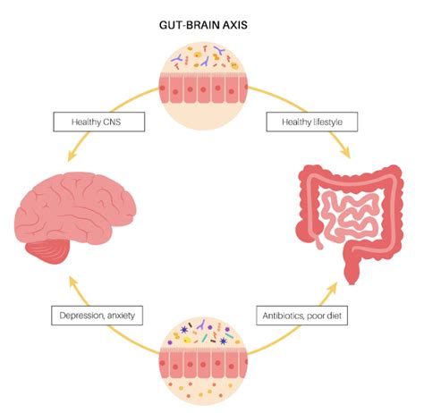 The Gut Brain Connection How Digestive Health Affects Your Mental Well