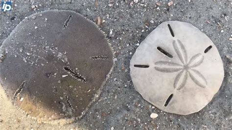 Dead Or Alive 3 Ways To Spot The Difference Between A Live Sand Dollar