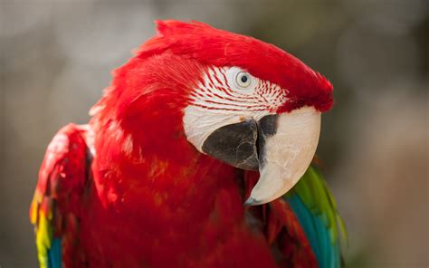 Red Green Macaw 4k Wallpapers Hd Wallpapers Id 18986