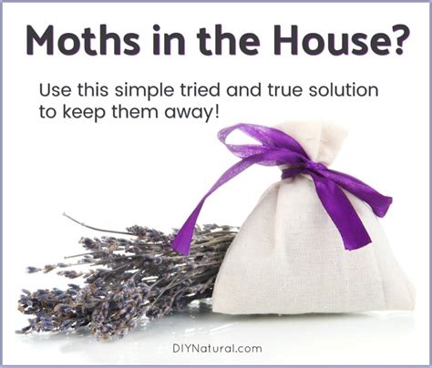 Learn To Keep Moths Out Of Your House Naturally Moths In House Sachet Getting Rid Of Moths