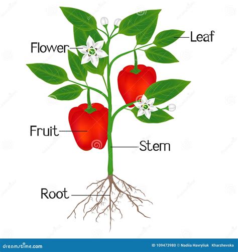 Parts Of Plant Morphology Of Raspberry Aggregate Fruit In Section