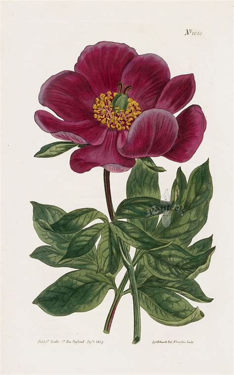 #howtodraw #peonies #howtodrawaflower art supplies we love (amazon affiliate links): Crimson Flowered Peony; William Curtis Botanical Magazine ...