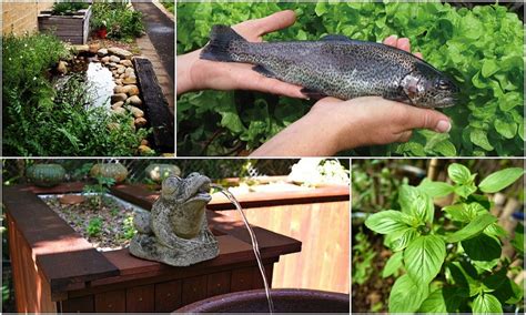 I really thought it was going to be a new career for me. Aquaponics: a brief history - Milkwood: permaculture ...