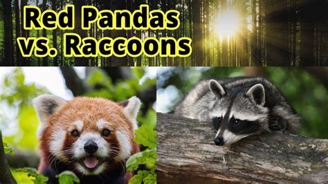 Red Pandas Vs Raccoons How To Distinguish Them Youtube